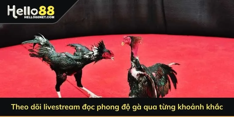 Theo dõi livestream đọc phong độ gà qua từng khoảnh khắc